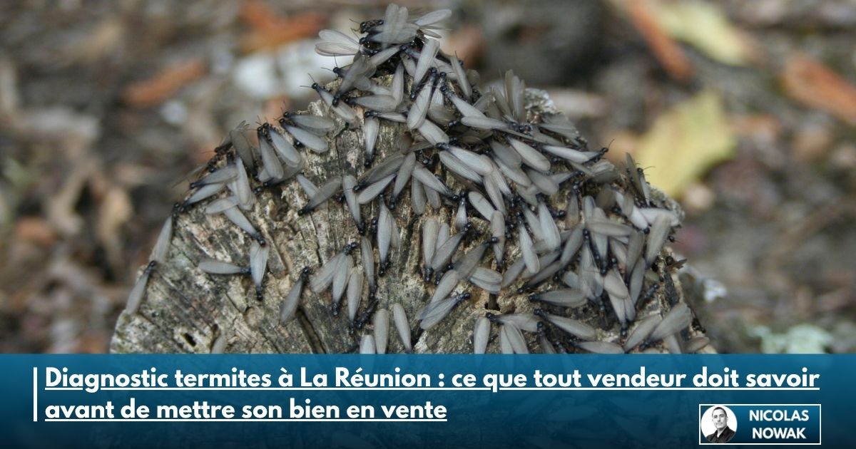 Essaim de termites ailés sur une souche de bois – diagnostic termites à La Réunion
